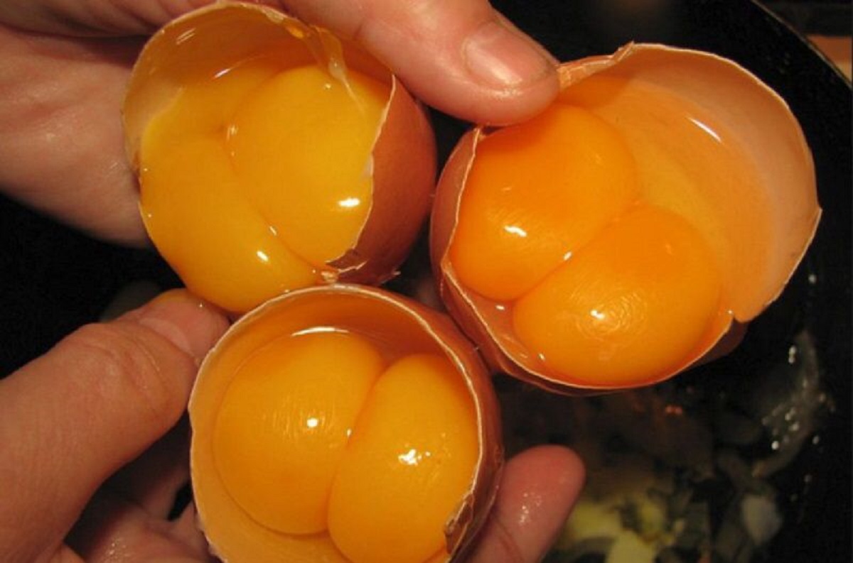 double yolk