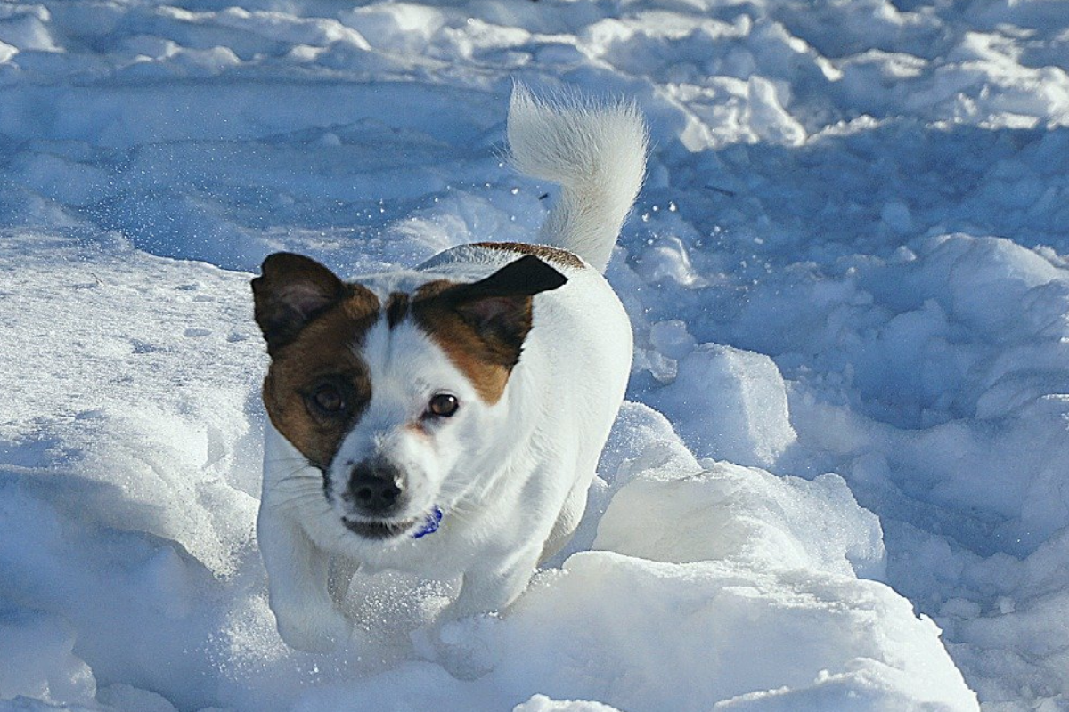 La clip virale di Cheboksary, il jack russel che corre con uno slittino