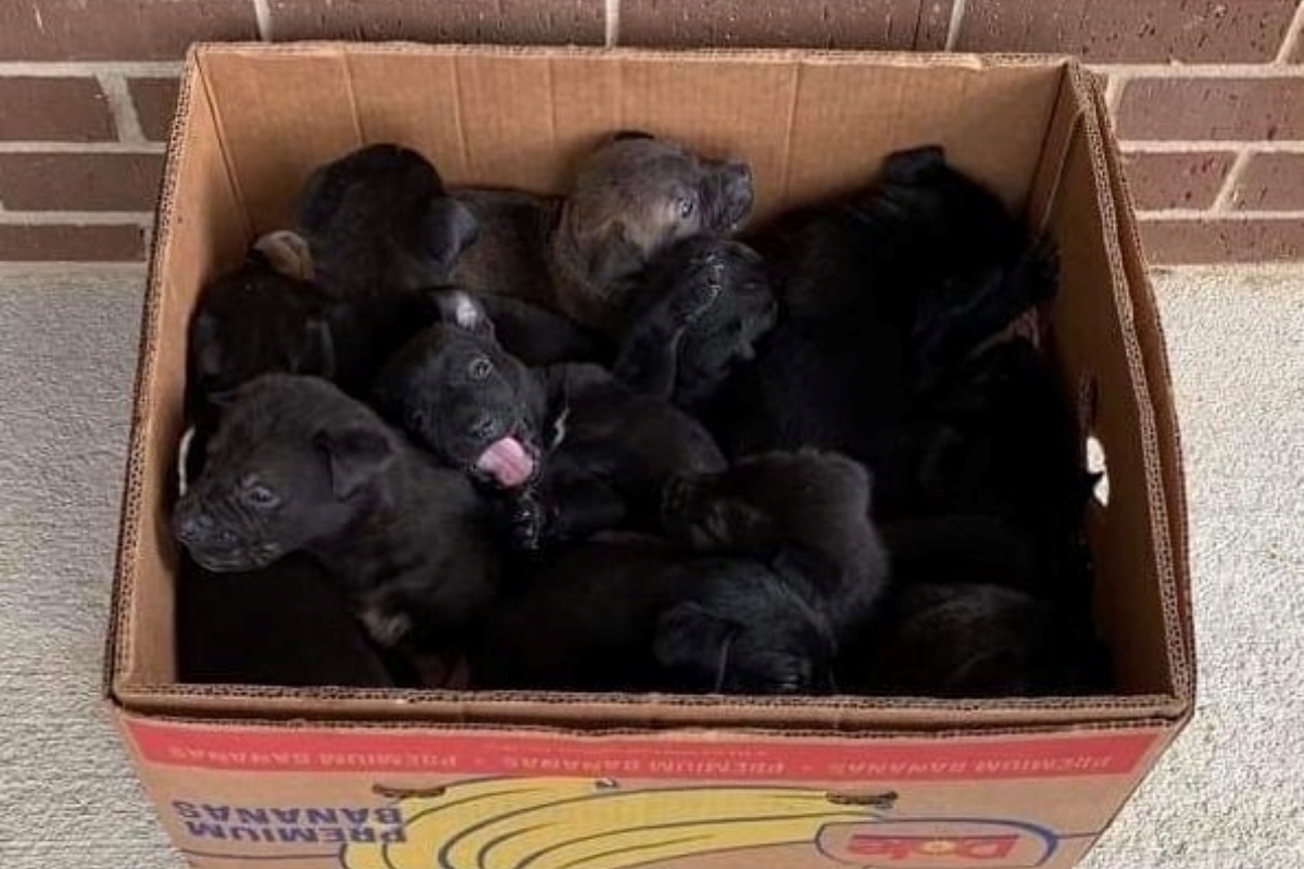 Due persone scaricano 11 cuccioli davanti al rifugio chiuso