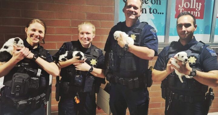 5 cuccioli polizia