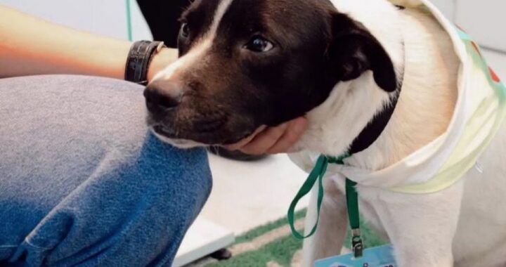 La storia del cane Alfredo
