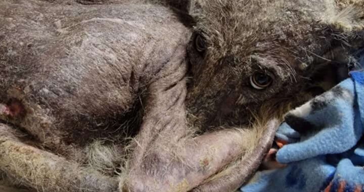 Donna trova un animale misterioso e lo salva