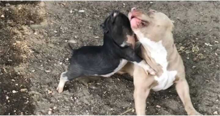 Apollo il pitbull e Grizzly il maialino
