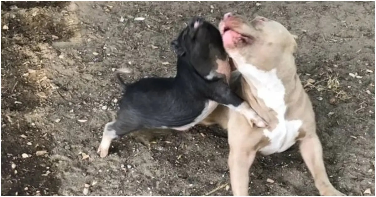 Apollo il pitbull e Grizzly il maialino