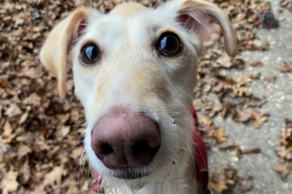 Bella, la cagnolina maltrattata che non riesce a fare amicizia con gli altri cuccioli