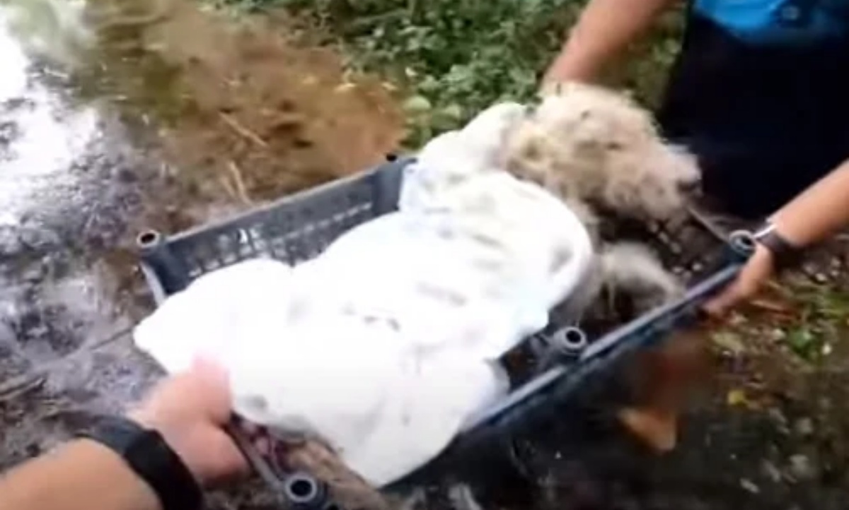 Bruno, il cane salvato da un gruppo di ciclisti