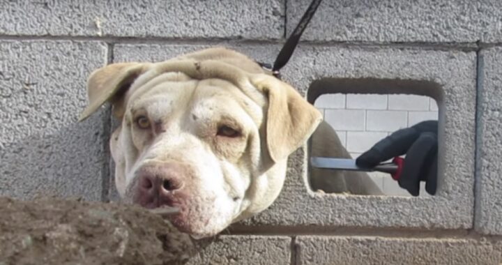 Il salvataggio del cane Buddy