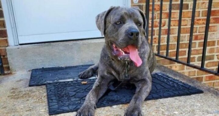 La storia del cane Buddy