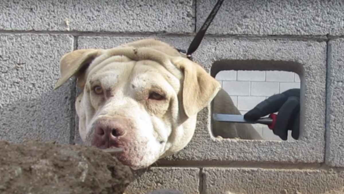 La storia del cane Buddy, rimasto incastrato con la testa in un blocco di cemento