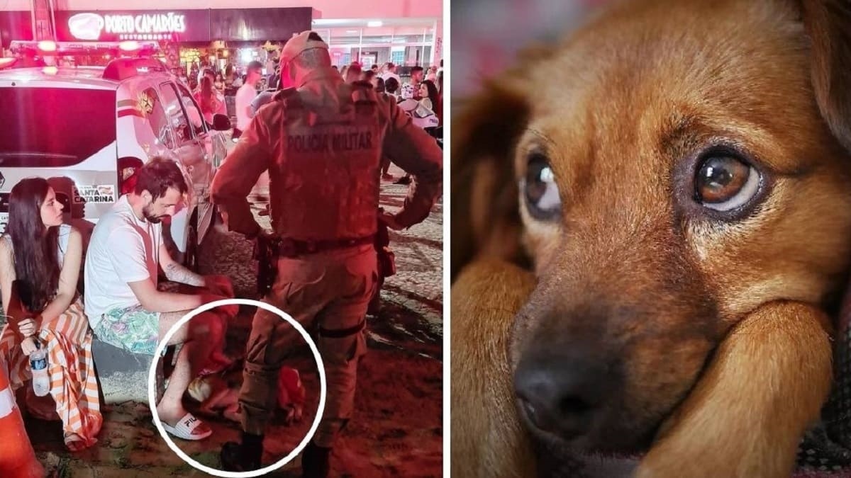 Coppia salva un cagnolino spaventato dai botti di capodanno