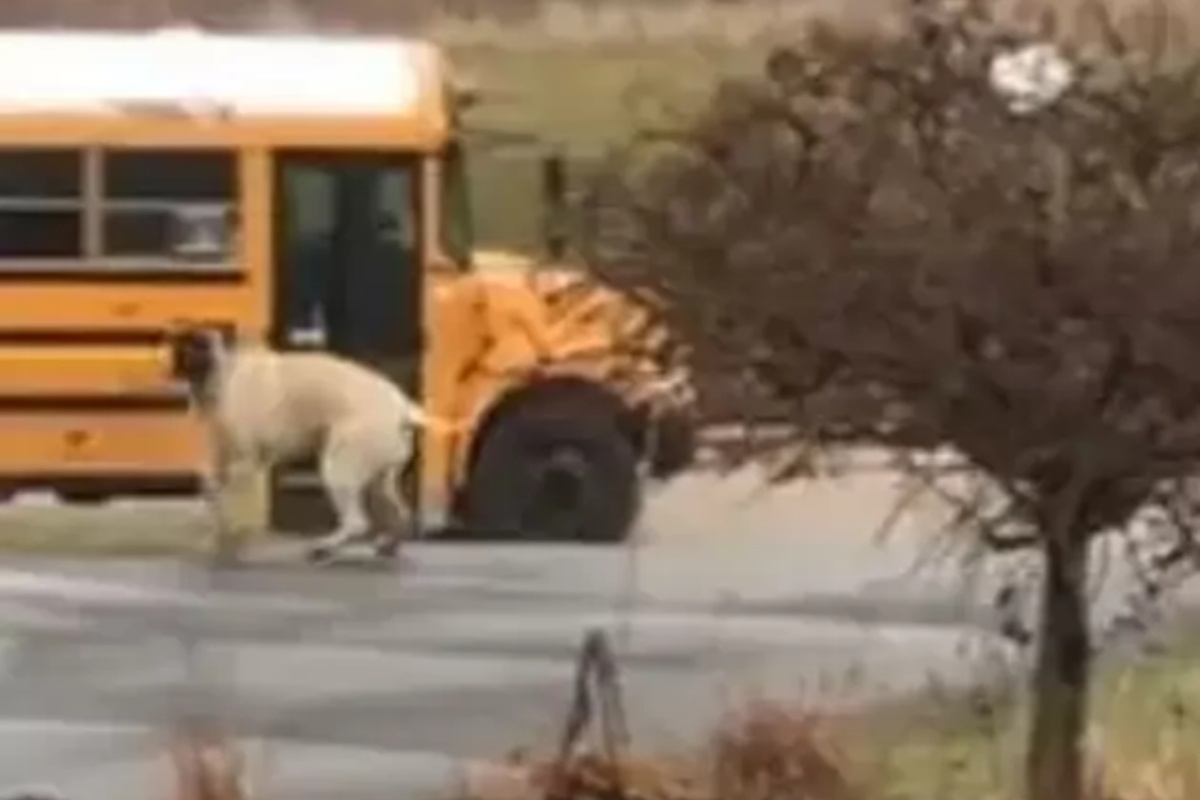 Cagnolone aspetta con i suoi fratellini l'arrivo del bus