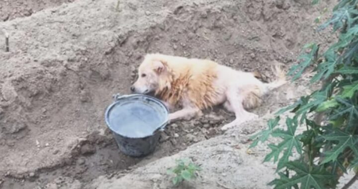 cane paralizzato