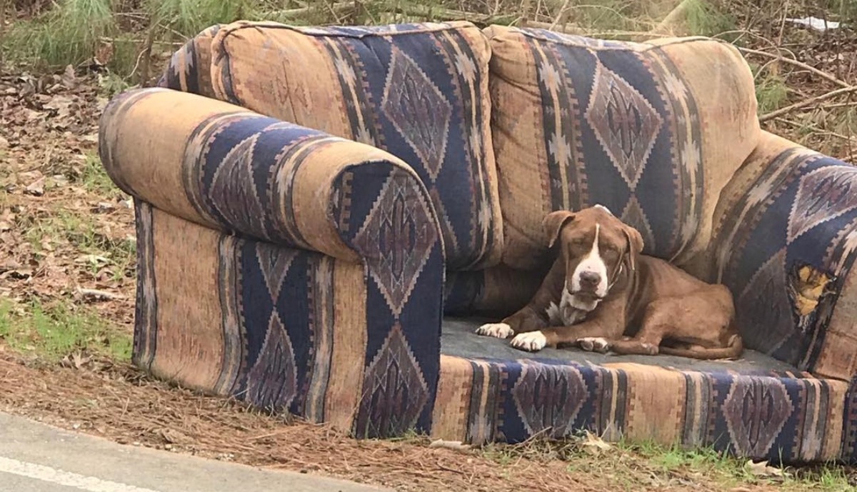 dog rescued at Christmas