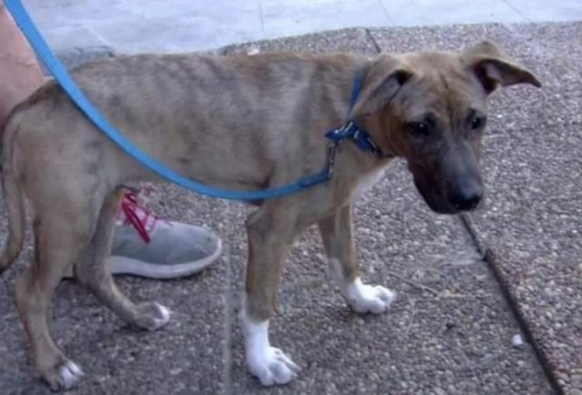 Noel il cane abbandonato