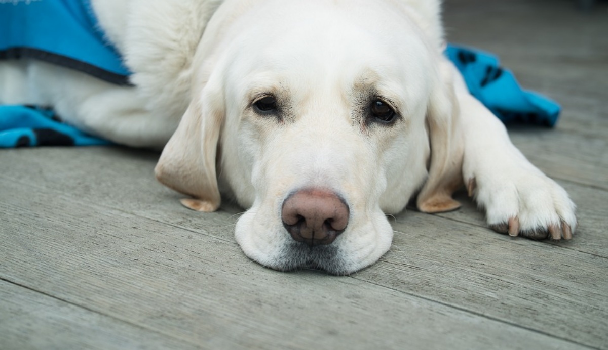 Cane guida non può entrare al Duomo