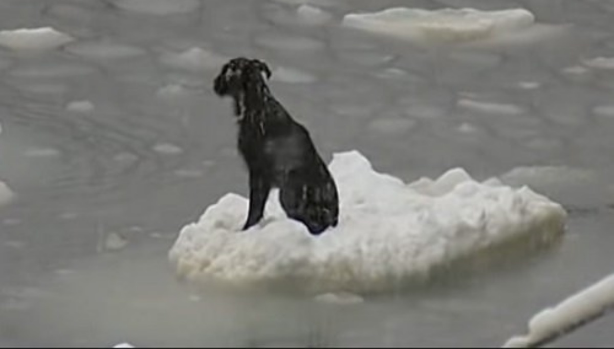 Il salvataggio di un cane intrappolato 