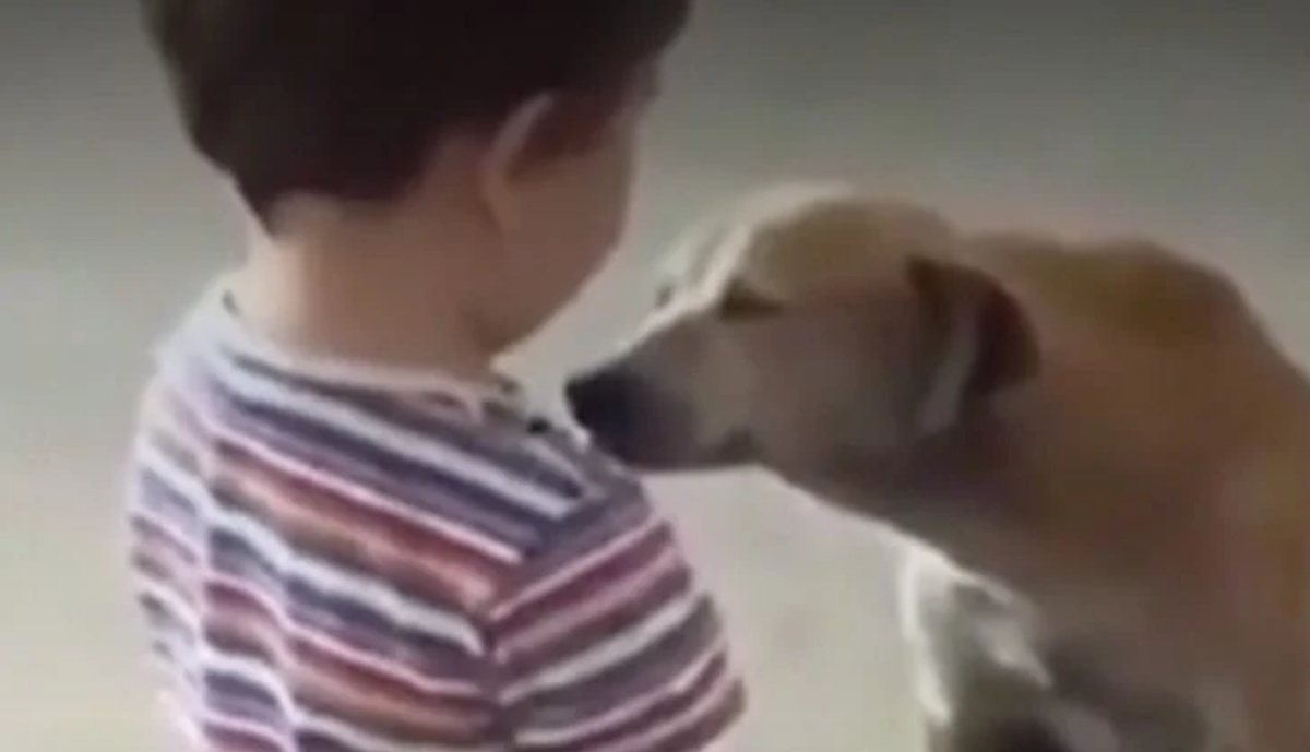 Il video di un bambino e di un cane randagio 