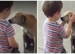 Il video di un bambino e di un cane randagio