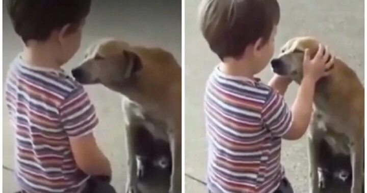 Il video di un bambino e di un cane randagio