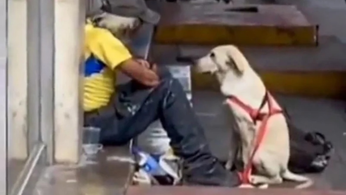 Il video virale del cane randagio e del senzatetto 