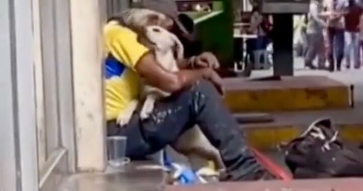 Il video virale del cane randagio e del senzatetto
