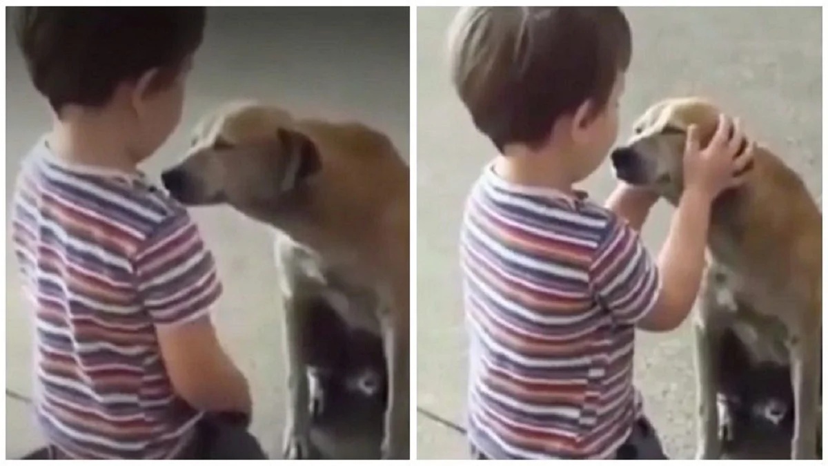 Bambino commuove tutti quando viene sorpreso ad accarezzare un cane randagio