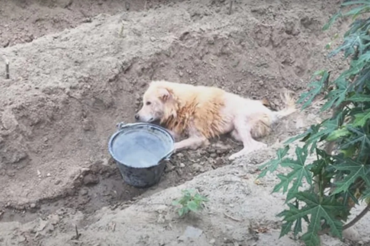 cane paralizzato