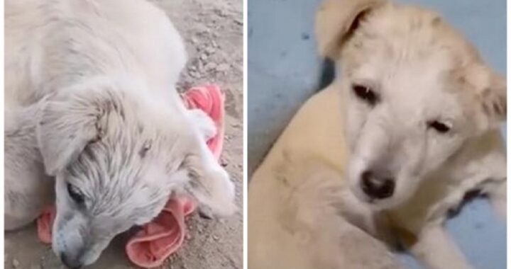 Donna salva cucciolo in fin di vita