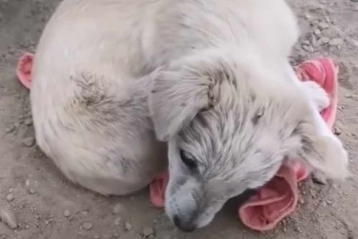 Woman rescues dying puppy