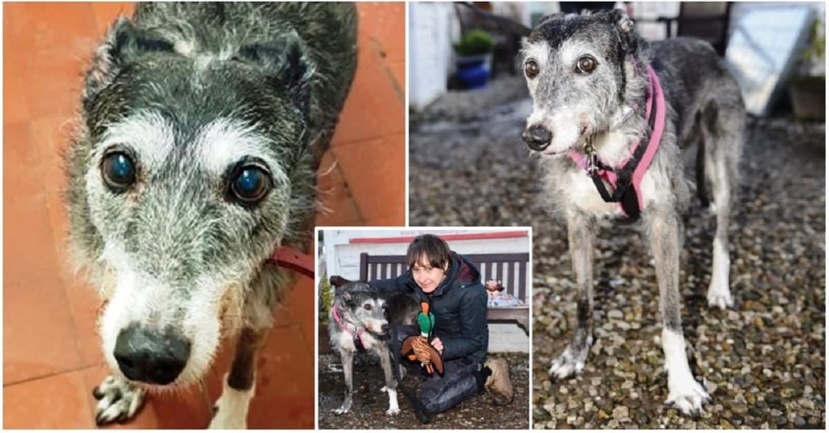 Doris, la cagnolina più triste d'Inghilterra