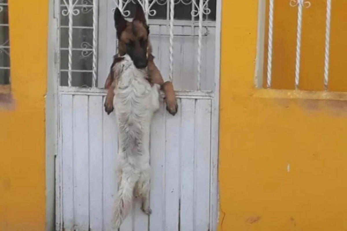 Due cagnolini inseparabili