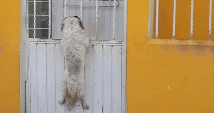 Due cagnolini inseparabili