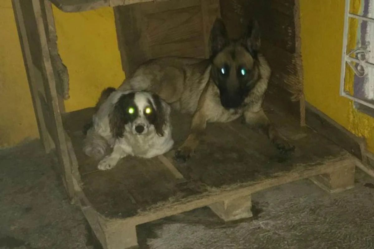 Due cagnolini inseparabili