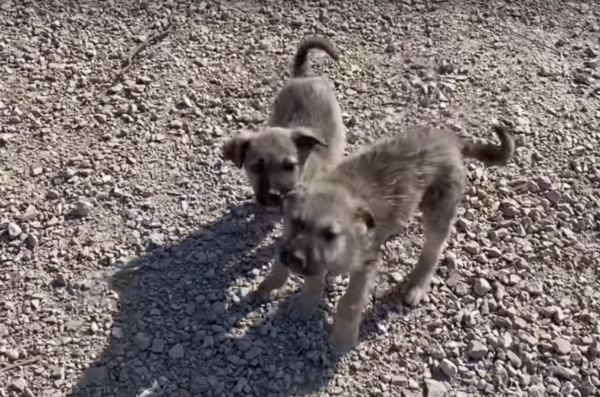 Due cuccioli salvati