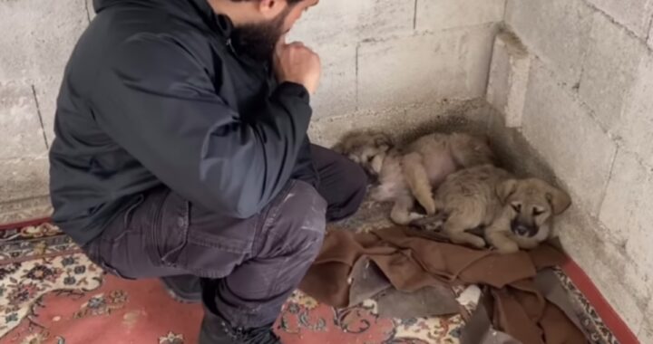 Due cuccioli salvati