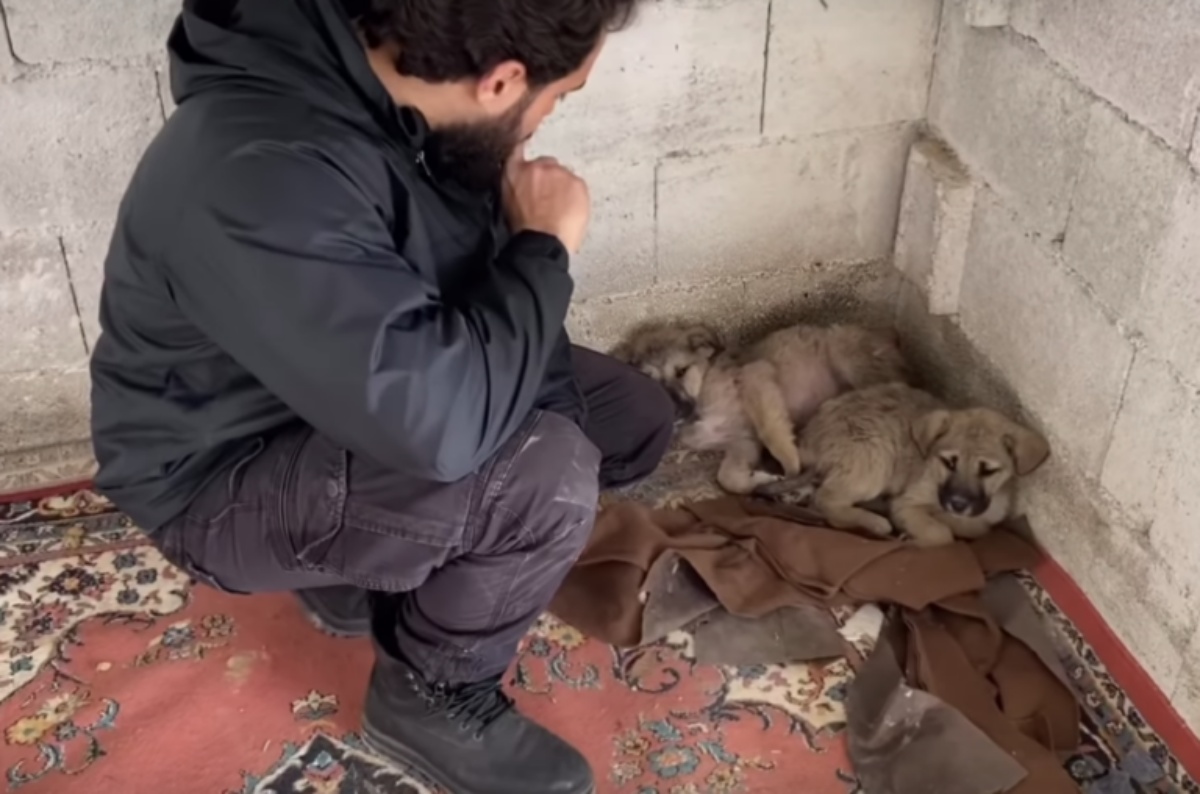 Due cuccioli salvati