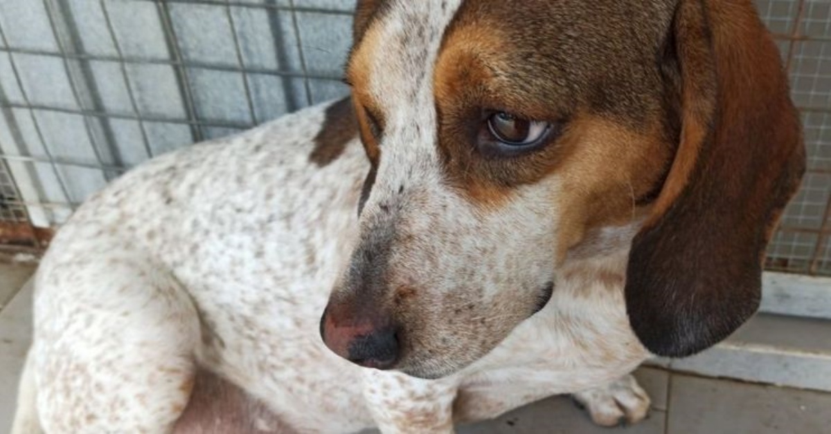 Fiby, la cagnolina timida che non riesce a trovare una famiglia