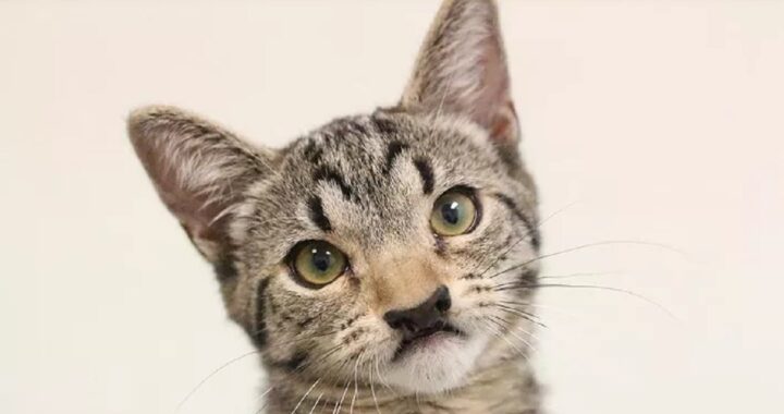 Gatto con la palatoschisi