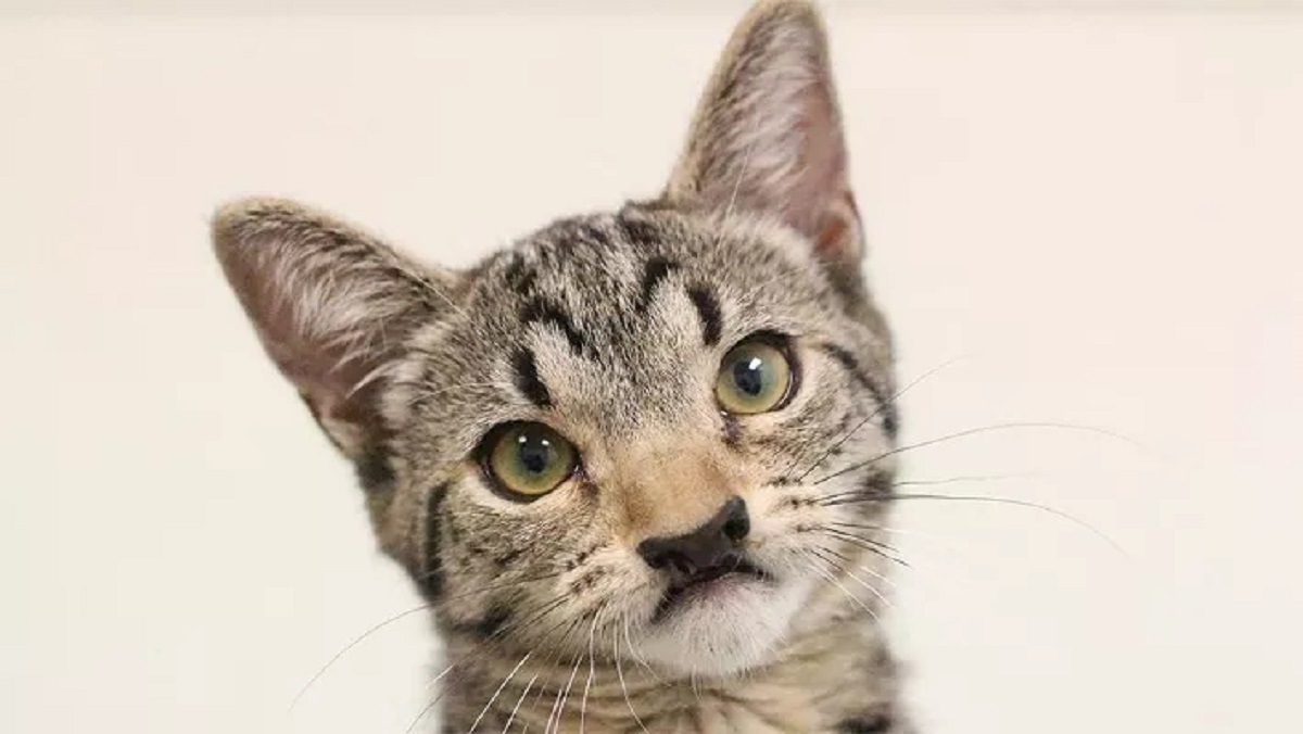 Cat with cleft palate