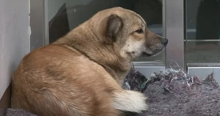 Gatto randagio abbraccia cane abbandonato