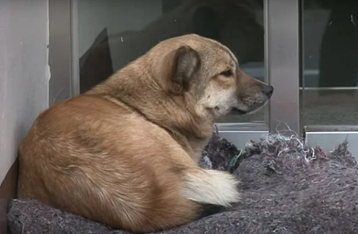 Stray cat hugs abandoned dog