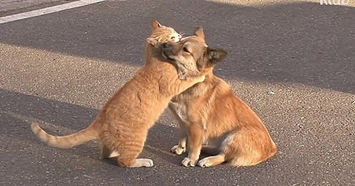 Stray cat hugs abandoned dog