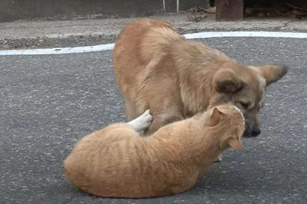 Gatto randagio abbraccia cane abbandonato