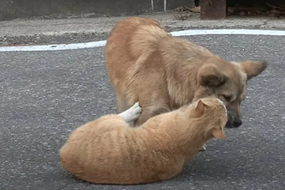 Stray cat hugs abandoned dog