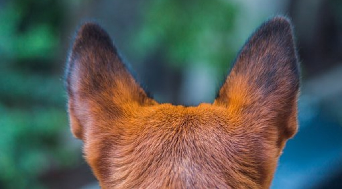 Il miracolo della cagnolina Gemma