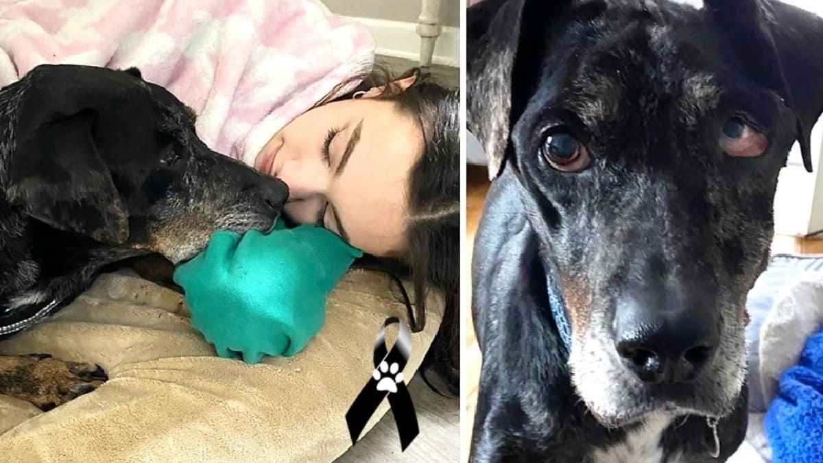La storia del cane Gus