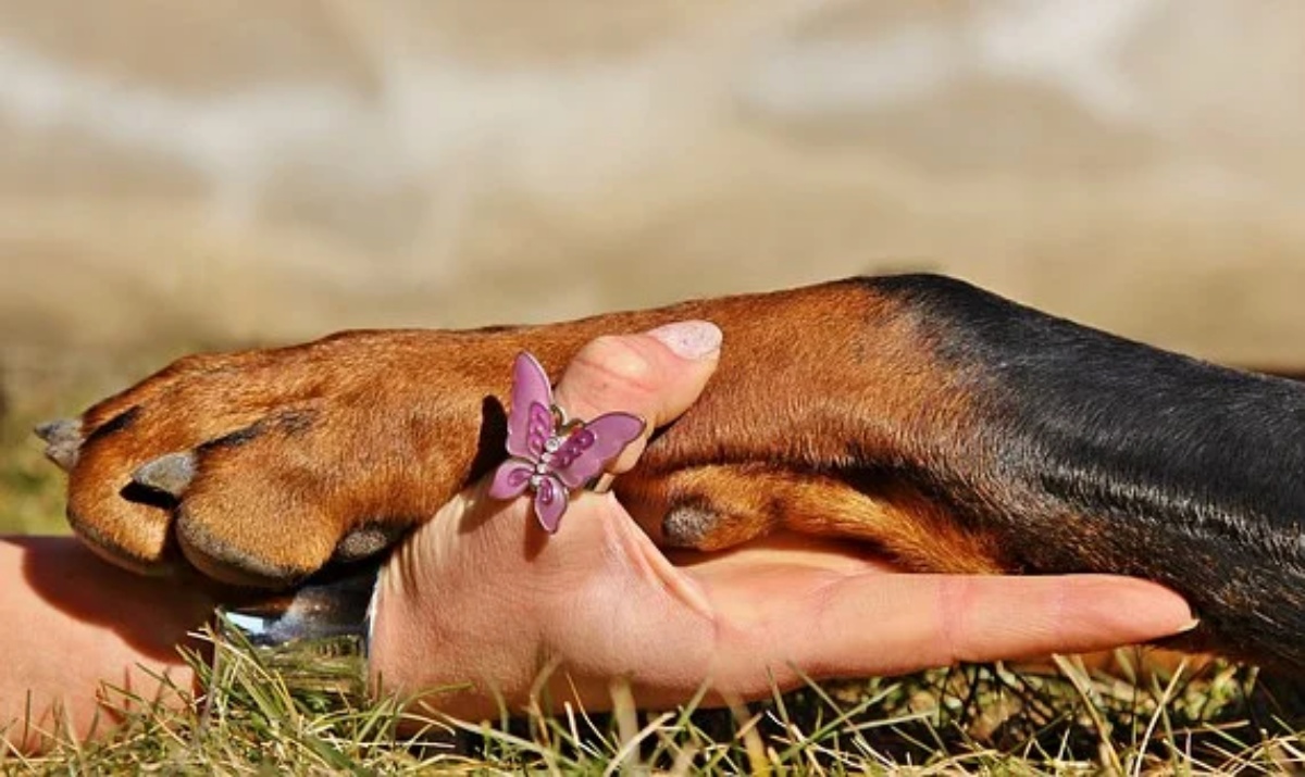 La fedeltà del cane Leo