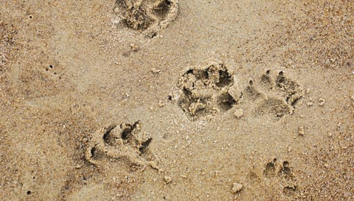 La fedeltà del cane Leo