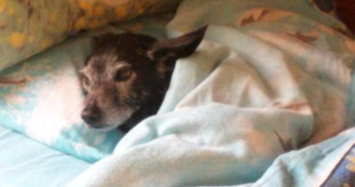 Lucky il cane abbandonato dalla mamma