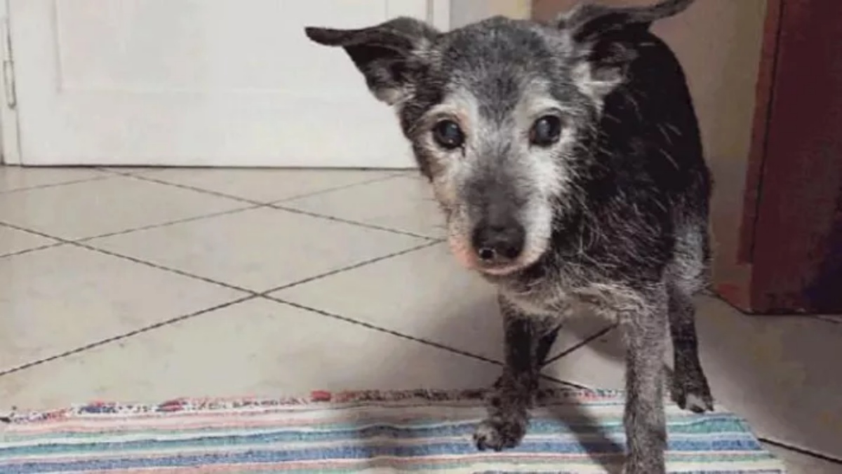 Lucky il cane abbandonato dalla mamma